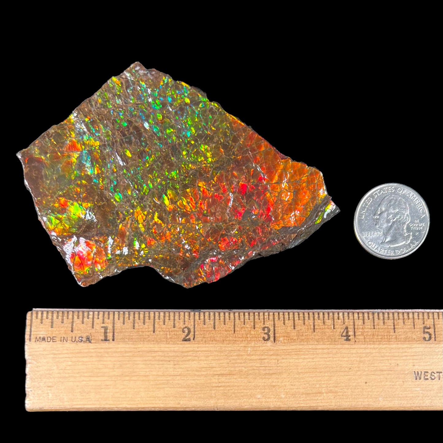 A polished ammolite specimen. The stone displays a brilliant rainbow of iridescent colors.