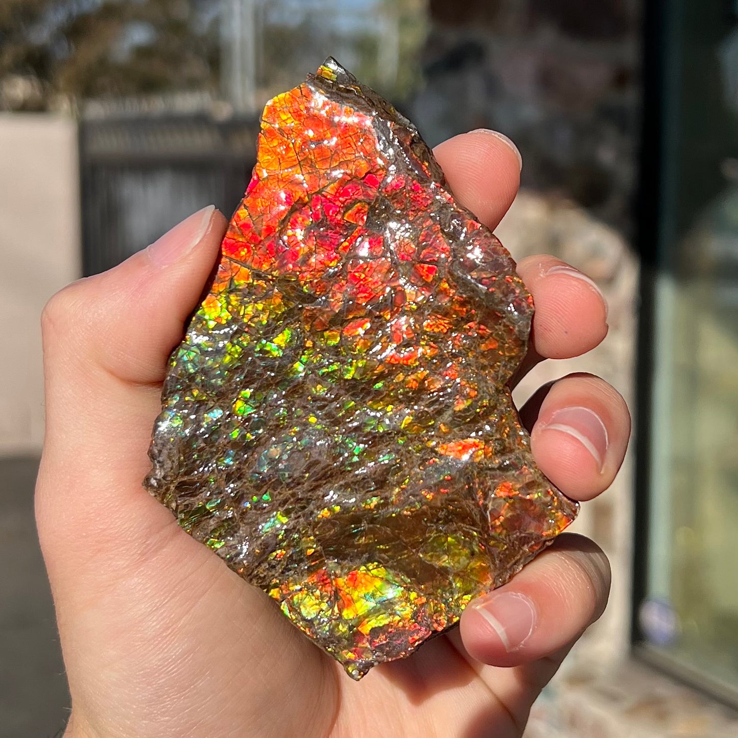 A polished ammolite specimen. The stone displays a brilliant rainbow of iridescent colors.