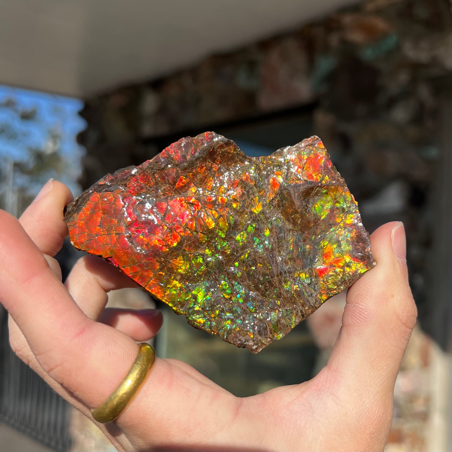 A polished ammolite specimen. The stone displays a brilliant rainbow of iridescent colors.