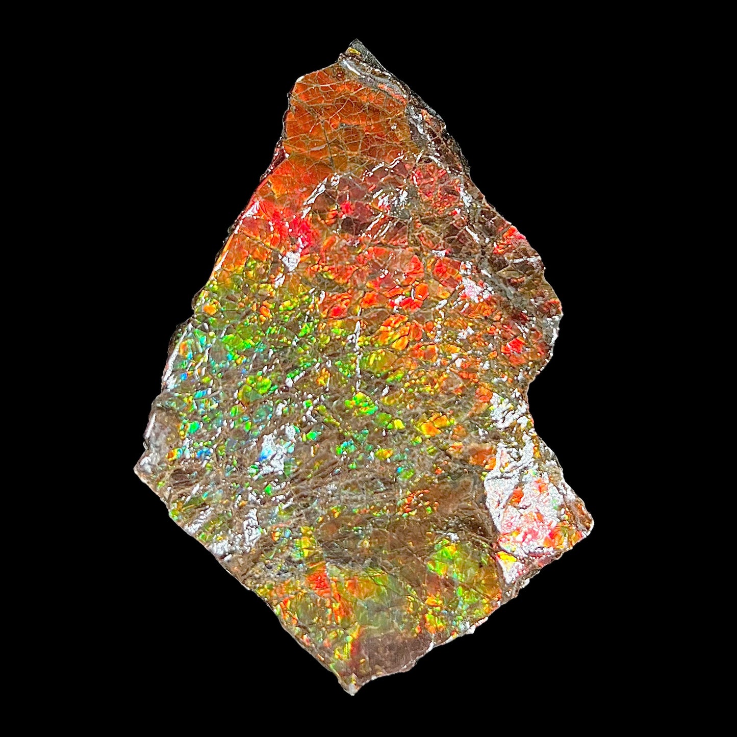 A polished ammolite specimen. The stone displays a brilliant rainbow of iridescent colors.