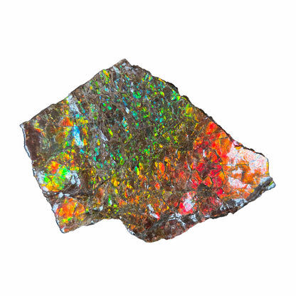 Ammolite Mineral Specimen | 4" x 2.7" | 132.26 Grams