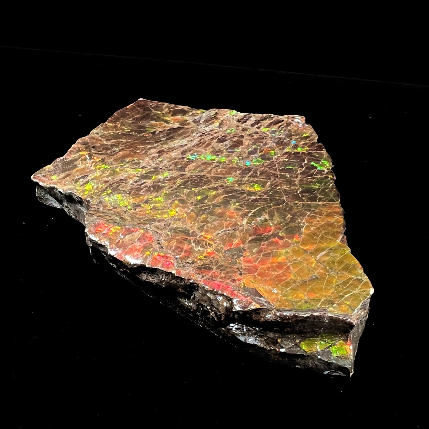 A polished ammolite specimen. The stone displays a brilliant rainbow of iridescent colors.