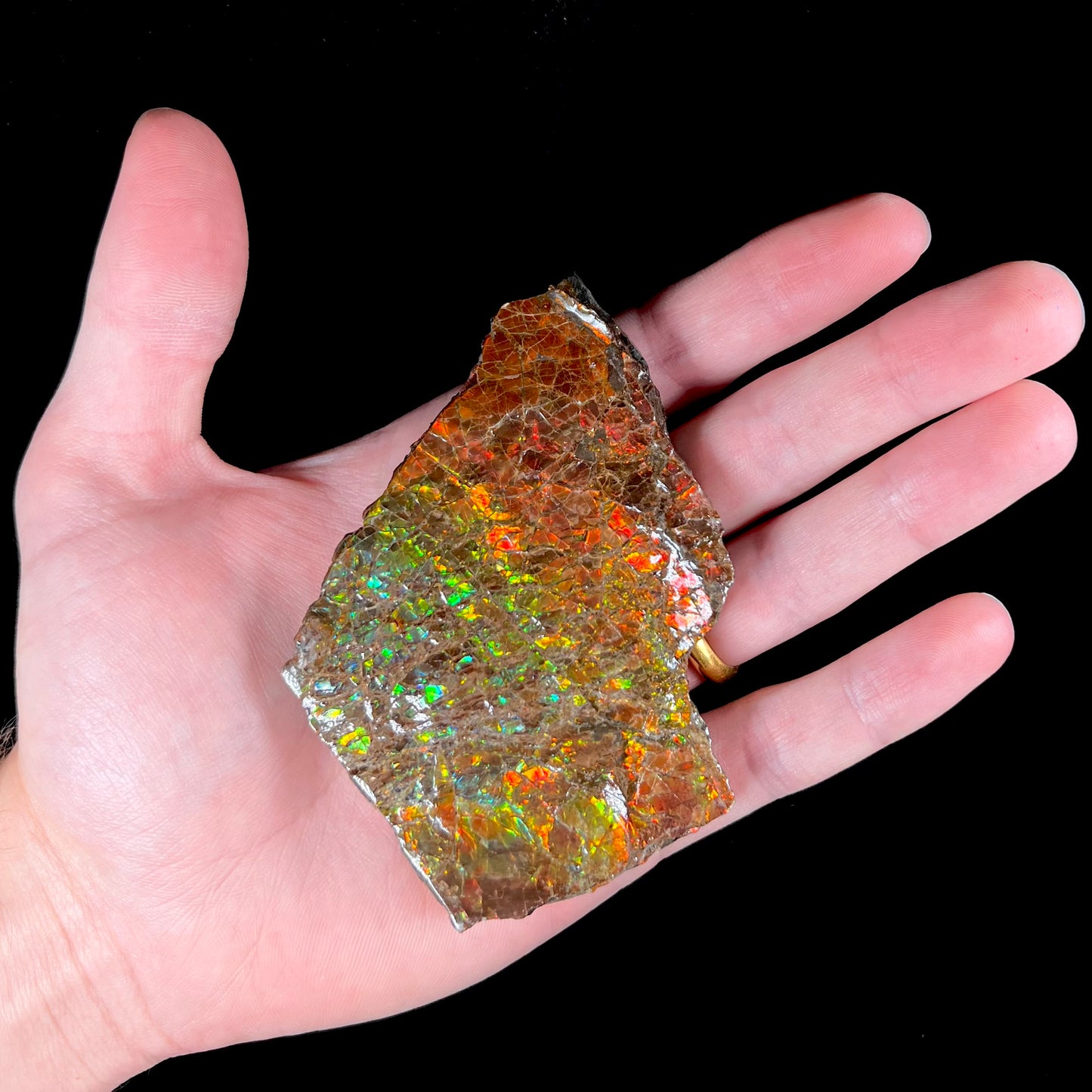 A polished ammolite specimen. The stone displays a brilliant rainbow of iridescent colors.