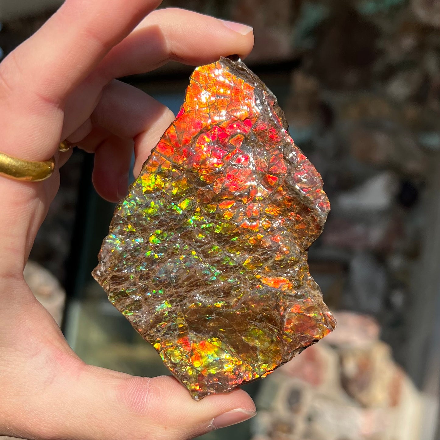 A polished ammolite specimen. The stone displays a brilliant rainbow of iridescent colors.