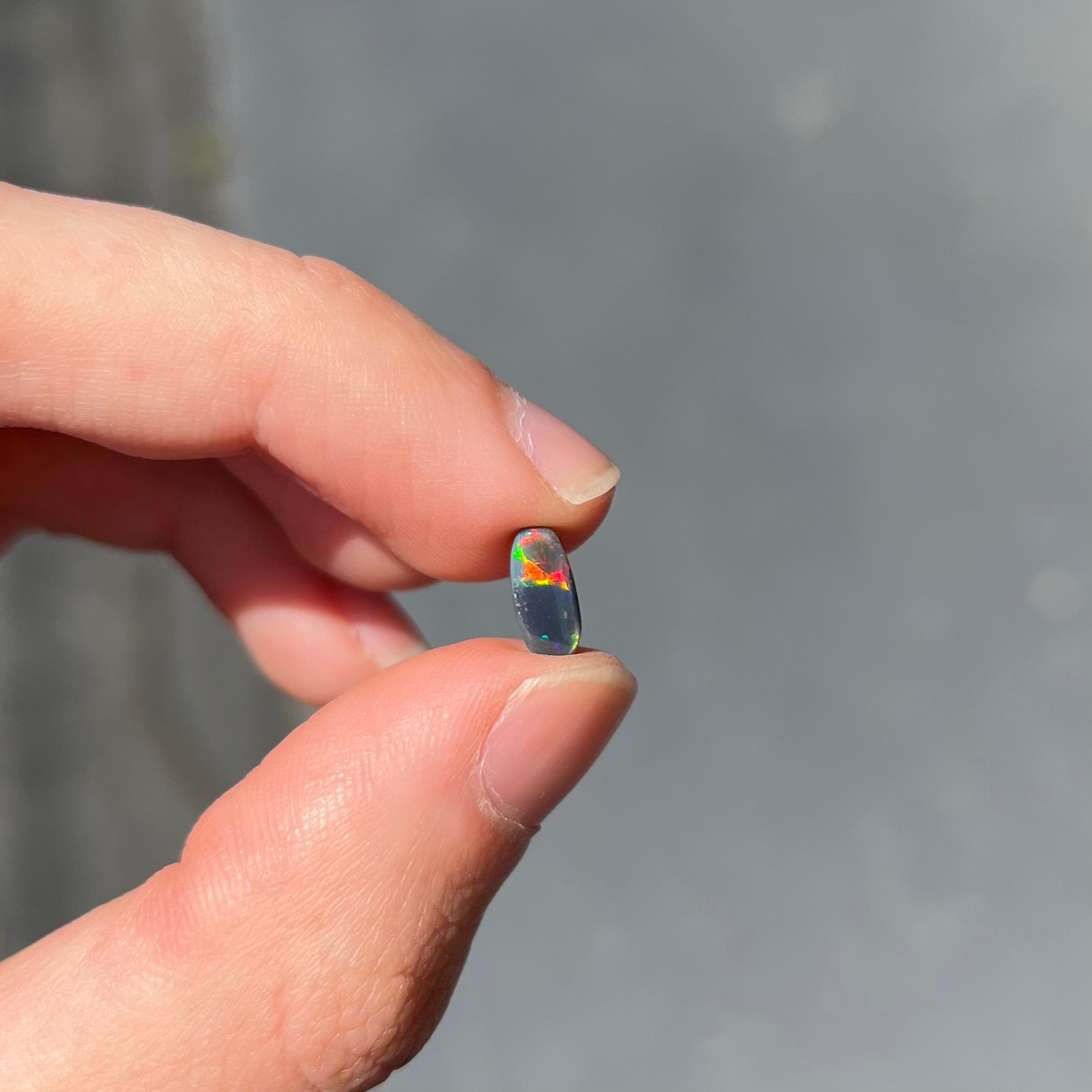 A loose black opal from Lightning Ridge, Australia.  The opal shines colors of red, green, and blue.