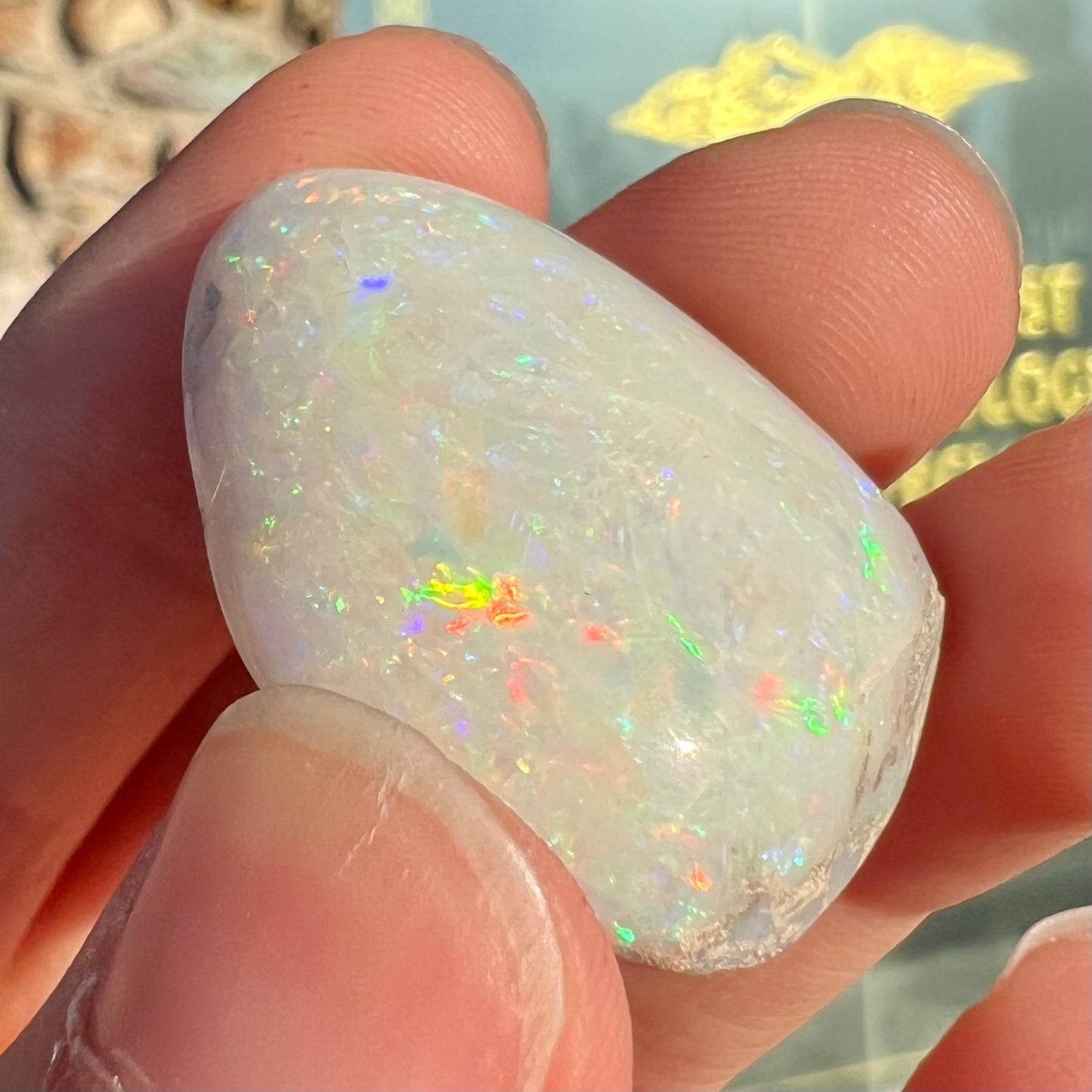 An opalized seashell fossil that displays play of color.  The full color spectrum is visible, including red, green, blue, and purple.