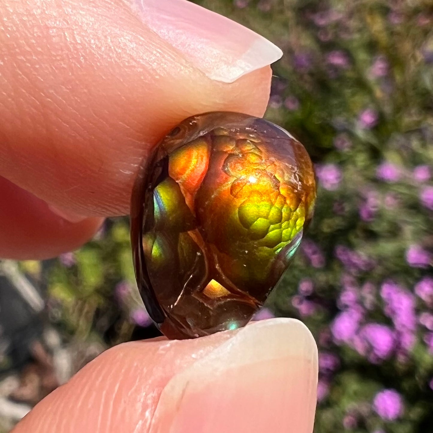 An iridescent, pear shaped Mexican fire agate stone that shows colors of red, green, yellow, pink, and blue.