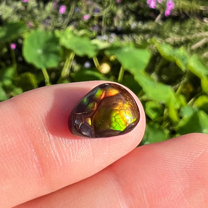 An iridescent, pear shaped Mexican fire agate stone that shows colors of red, green, yellow, pink, and blue.