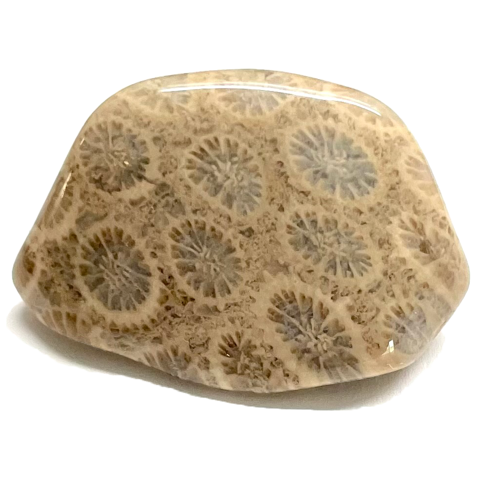 A tumbled Petoskey stone showing radial inclusions of fossilized coral.