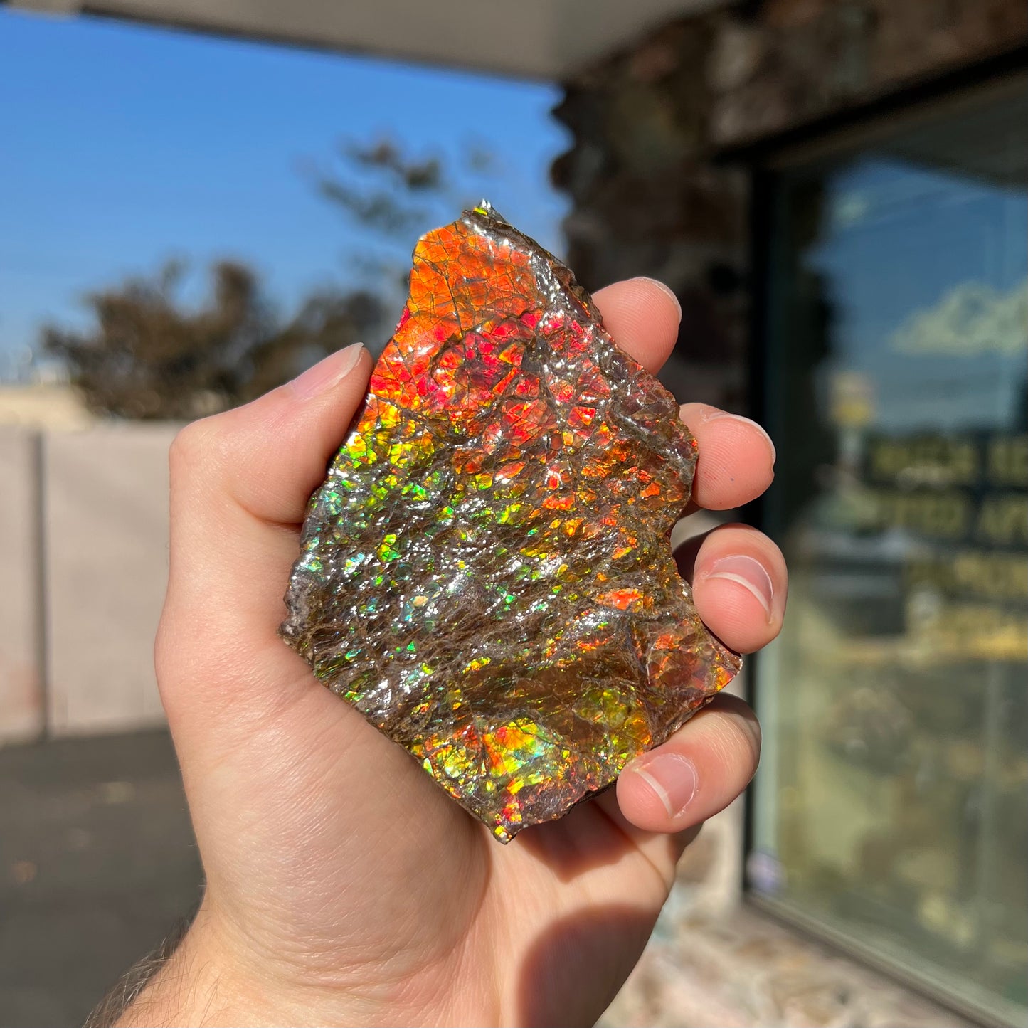 A polished ammolite specimen. The stone displays a brilliant rainbow of iridescent colors.