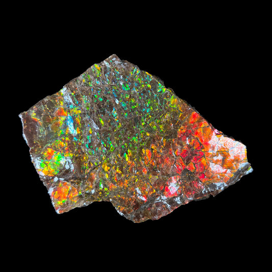 A polished ammolite specimen.  The stone displays a brilliant rainbow of iridescent colors.
