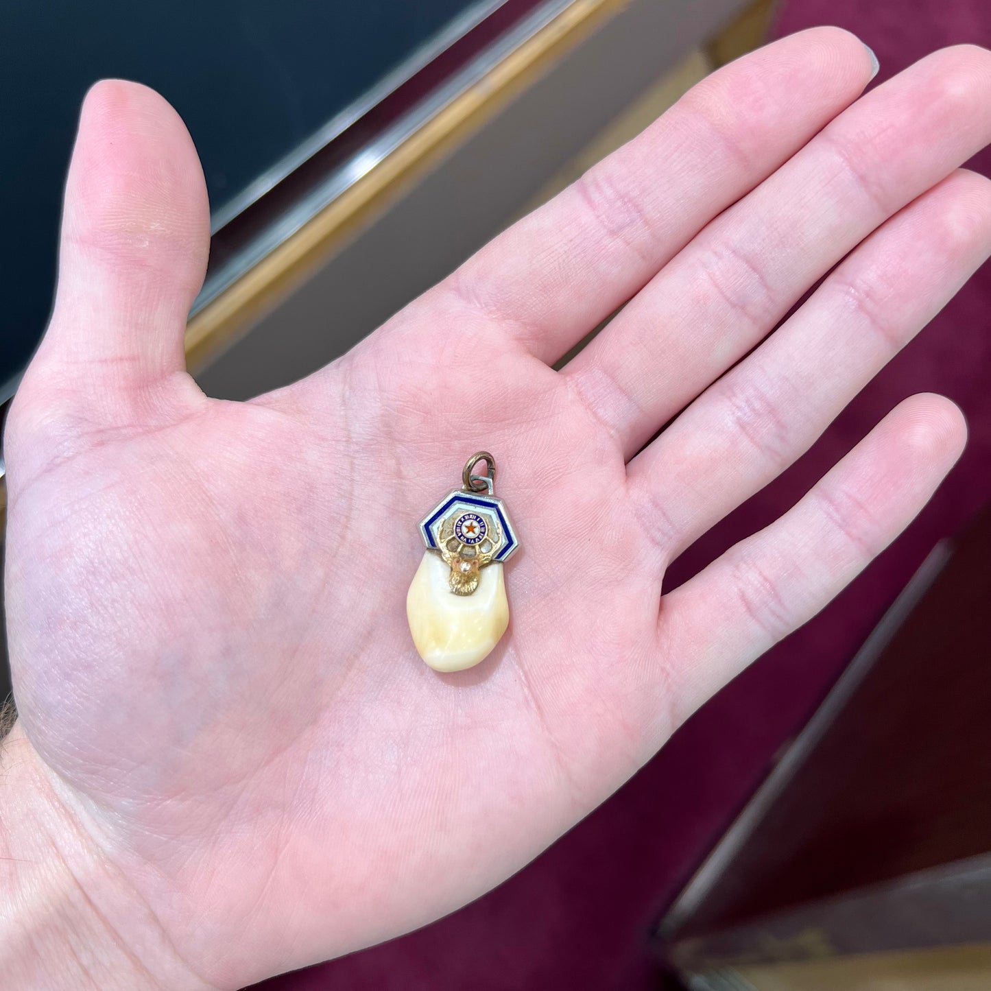 An elk tooth that has been fashioned into a blue enameled gold pendant. There is a decorative elk head cast in yellow gold set on the piece.