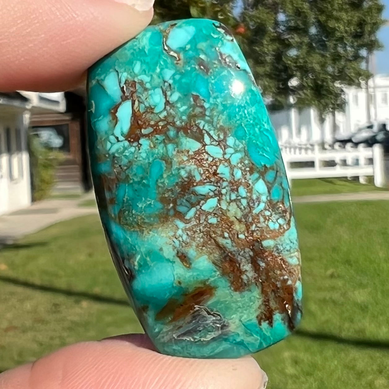 A loose turquoise stone from Royston Mining District, Nevada. The stone is blue green with brown matrix veining.