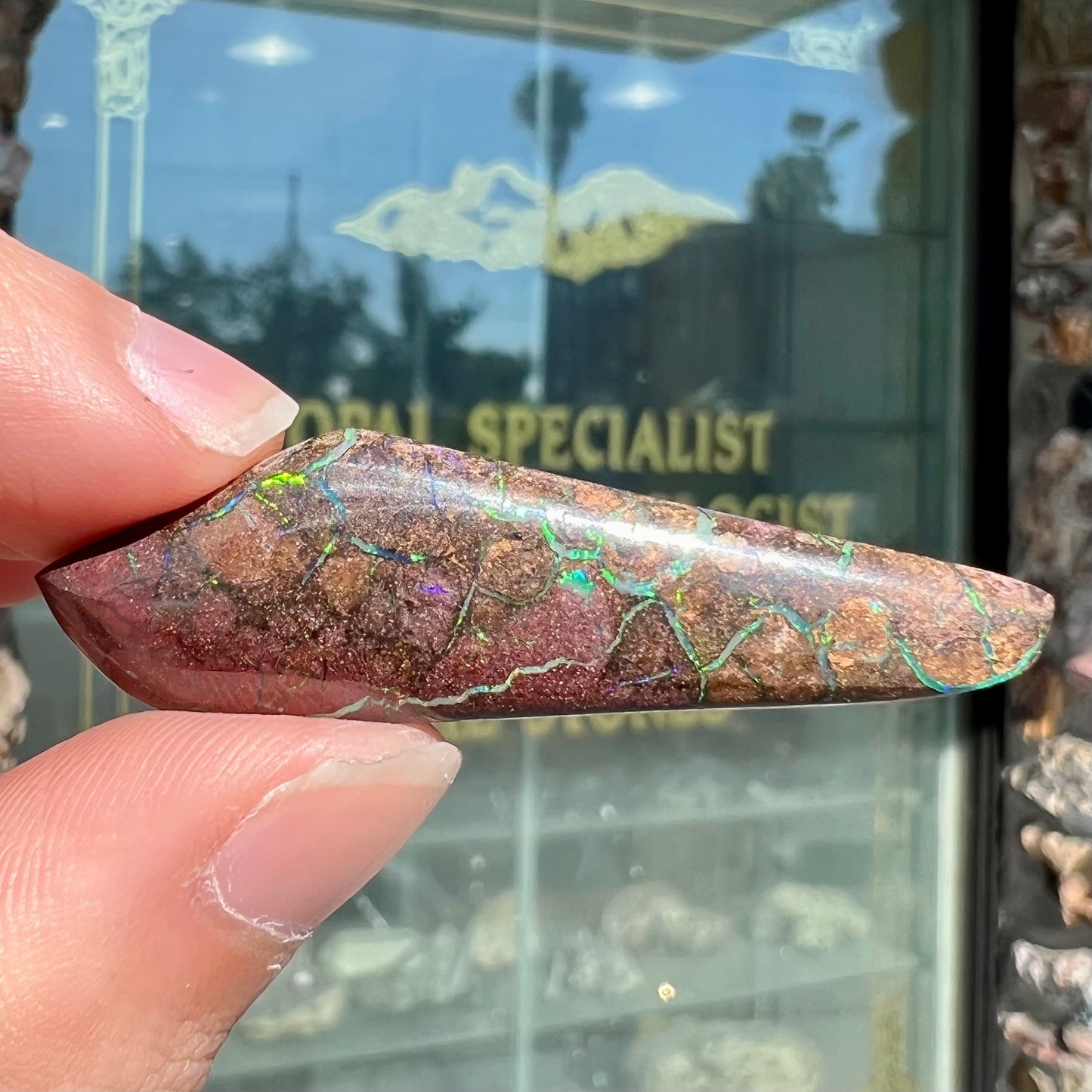 A loose, freeform cabochon cut Koroit boulder opal stone.