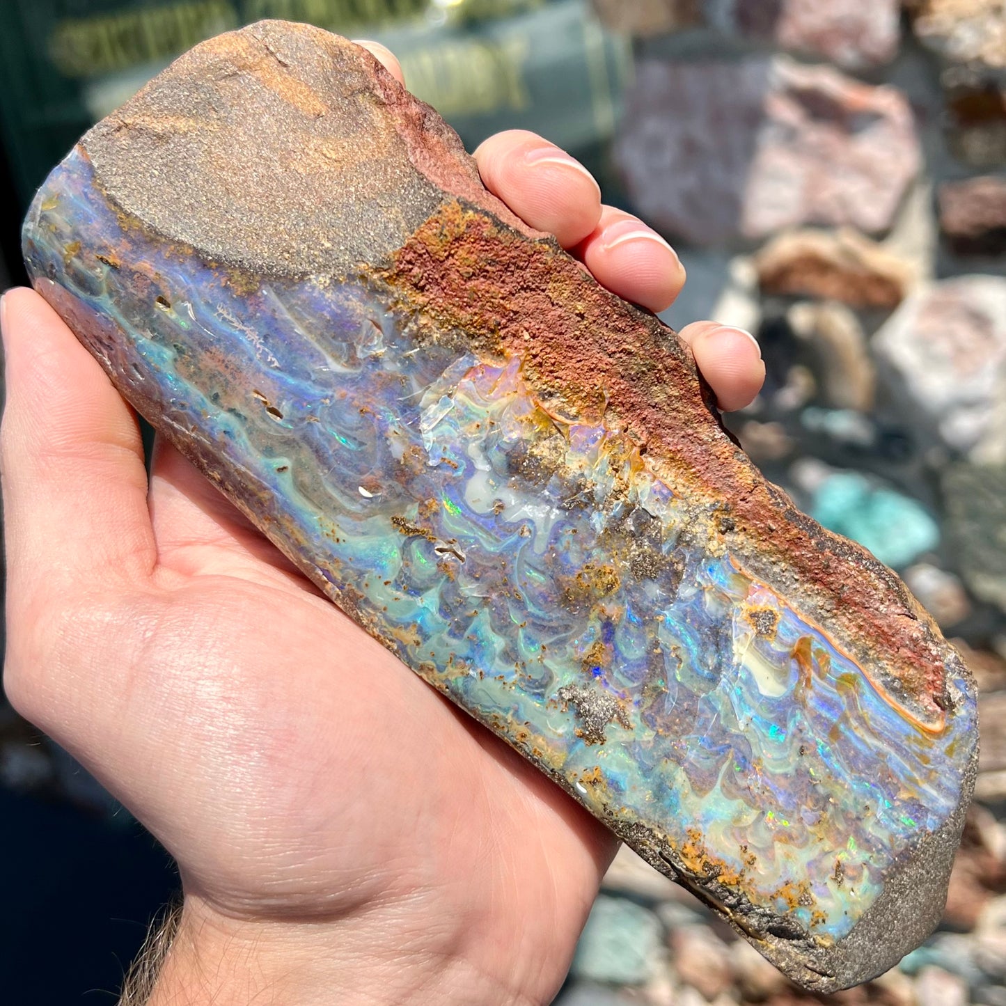 A 7 inch long, polished Quilpie boulder opal specimen. The stone shows colors of blue, green, and orange.