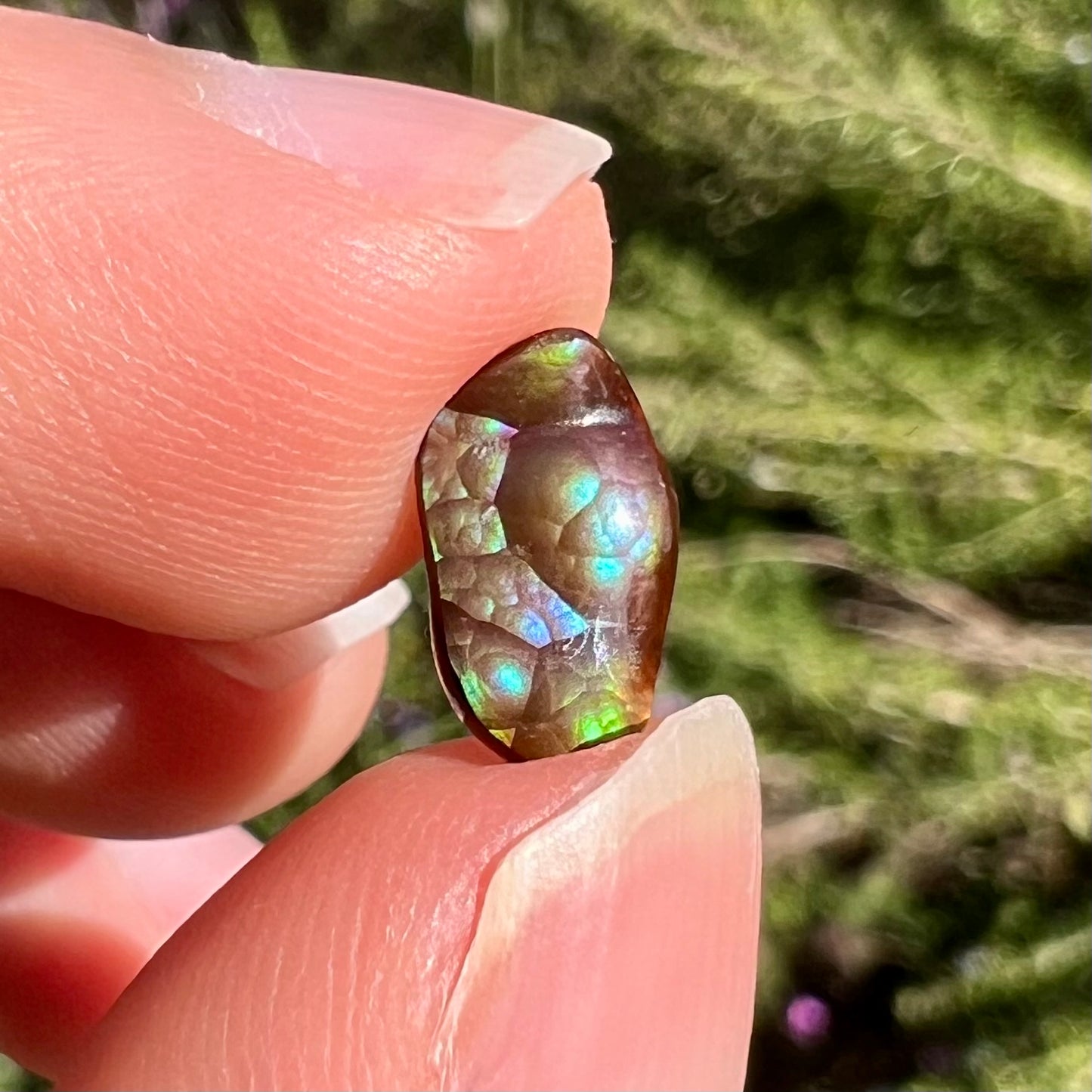 A loose, freeform cabochon cut Mexican fire agate stone that weighs 1.34 carats.  The stone is predominantly blue, purple, and green.