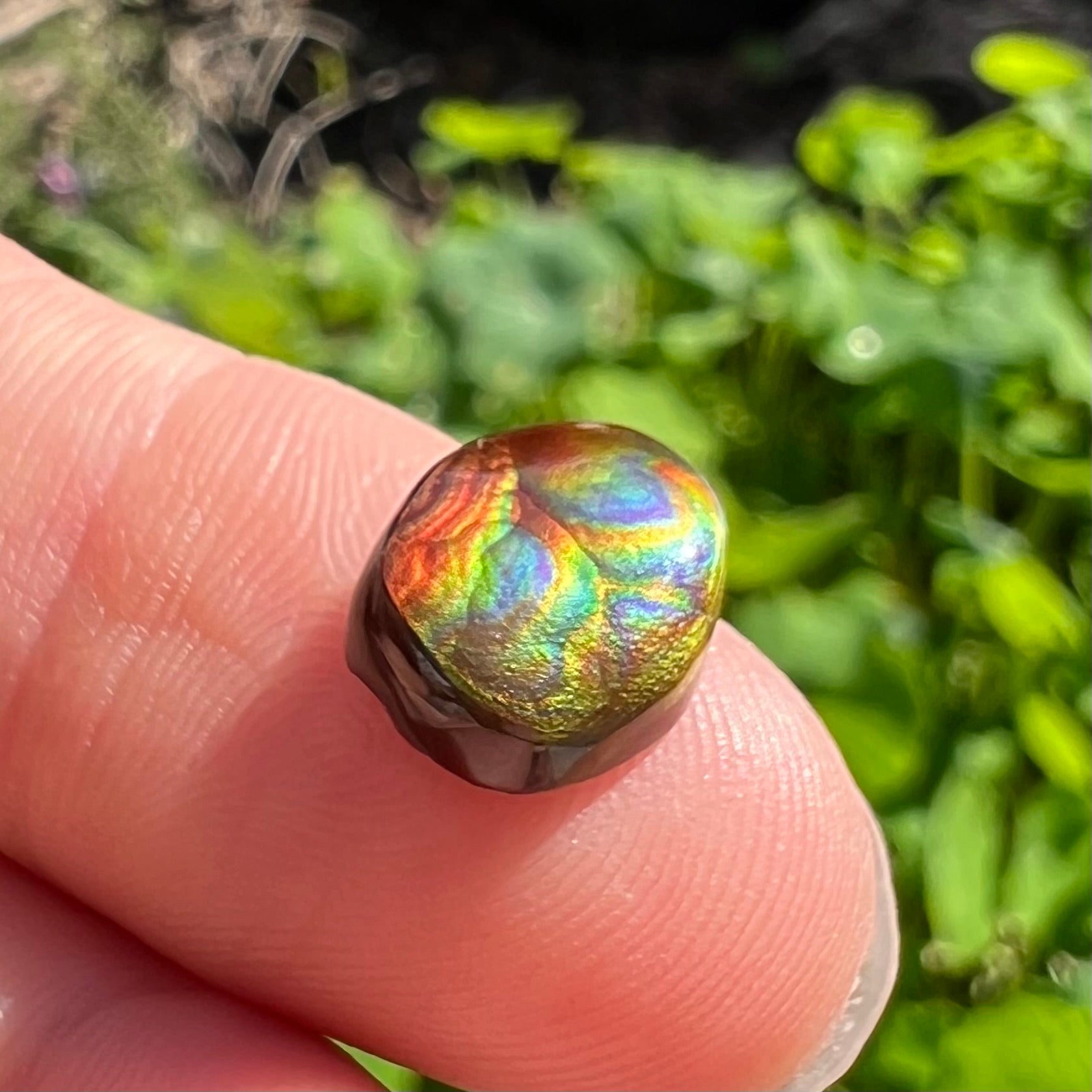A loose, oval cabochon cut Mexican fire agate stone.  The gem is iridescent with every color of the rainbow.