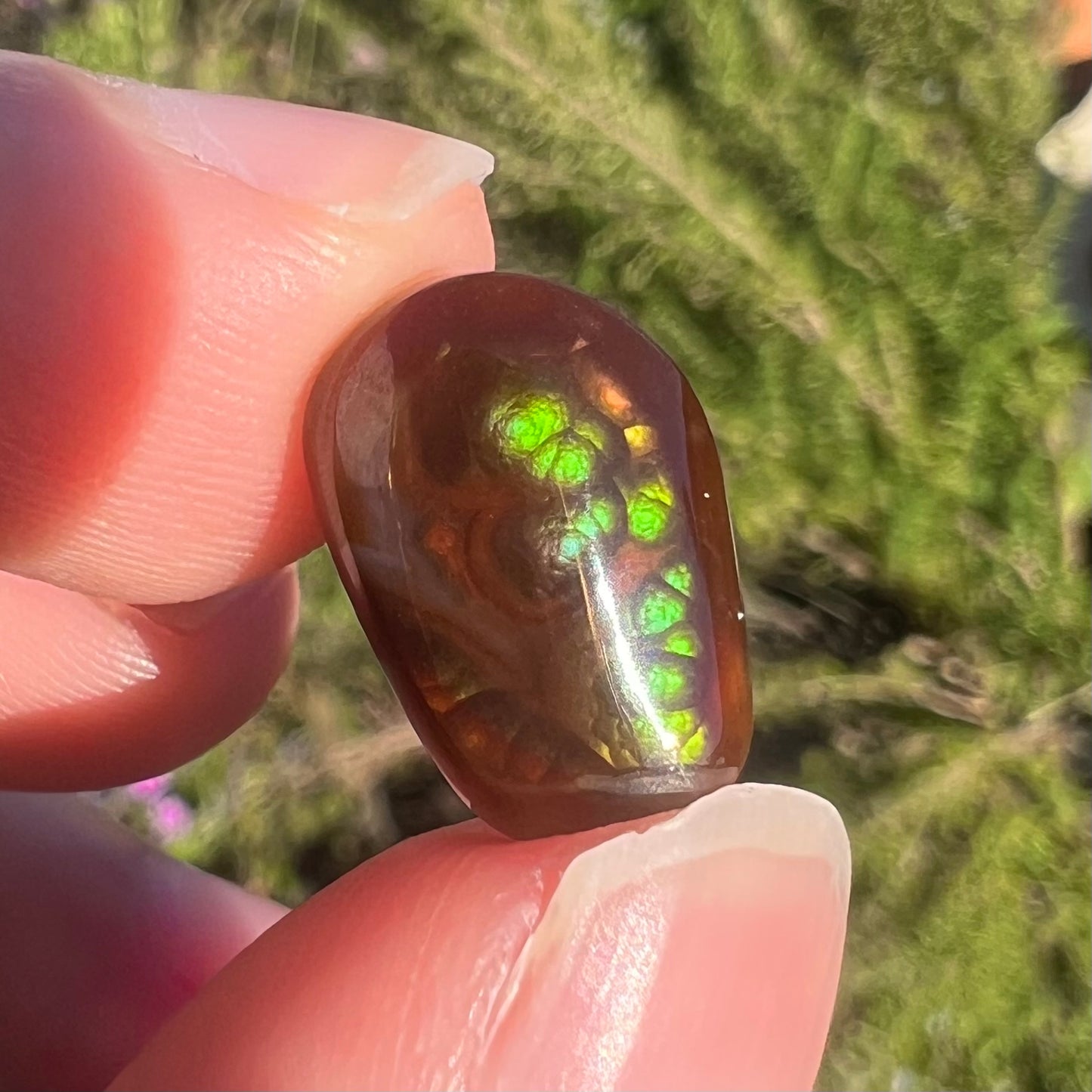 A loose, freeform cabochon cut fire agate gemstone.  The stone is green with blue overtones.