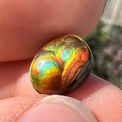 A loose, oval cabochon cut Mexican fire agate stone.  The gem is iridescent with every color of the rainbow.