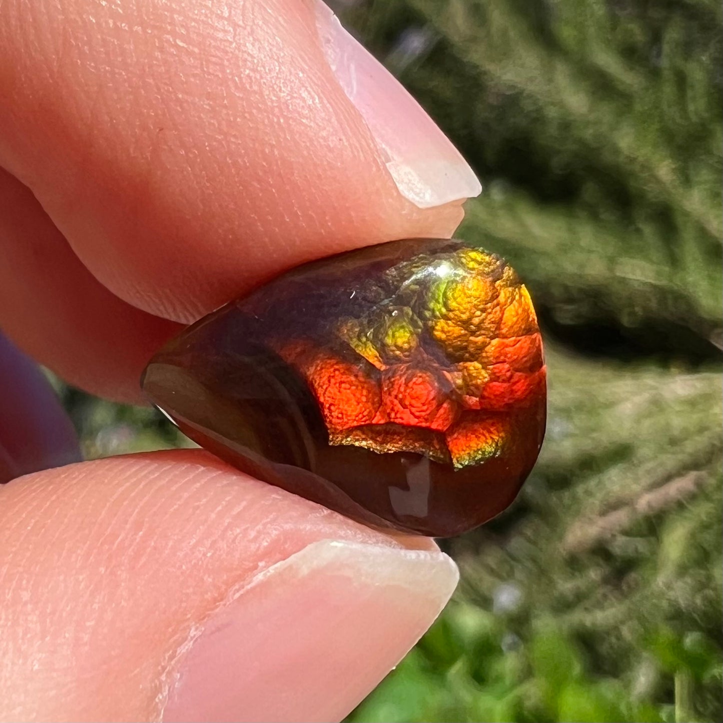 A loose, pear shaped Mexican fire agate gemstone.  The stone is predominantly vivid red with green overtones.