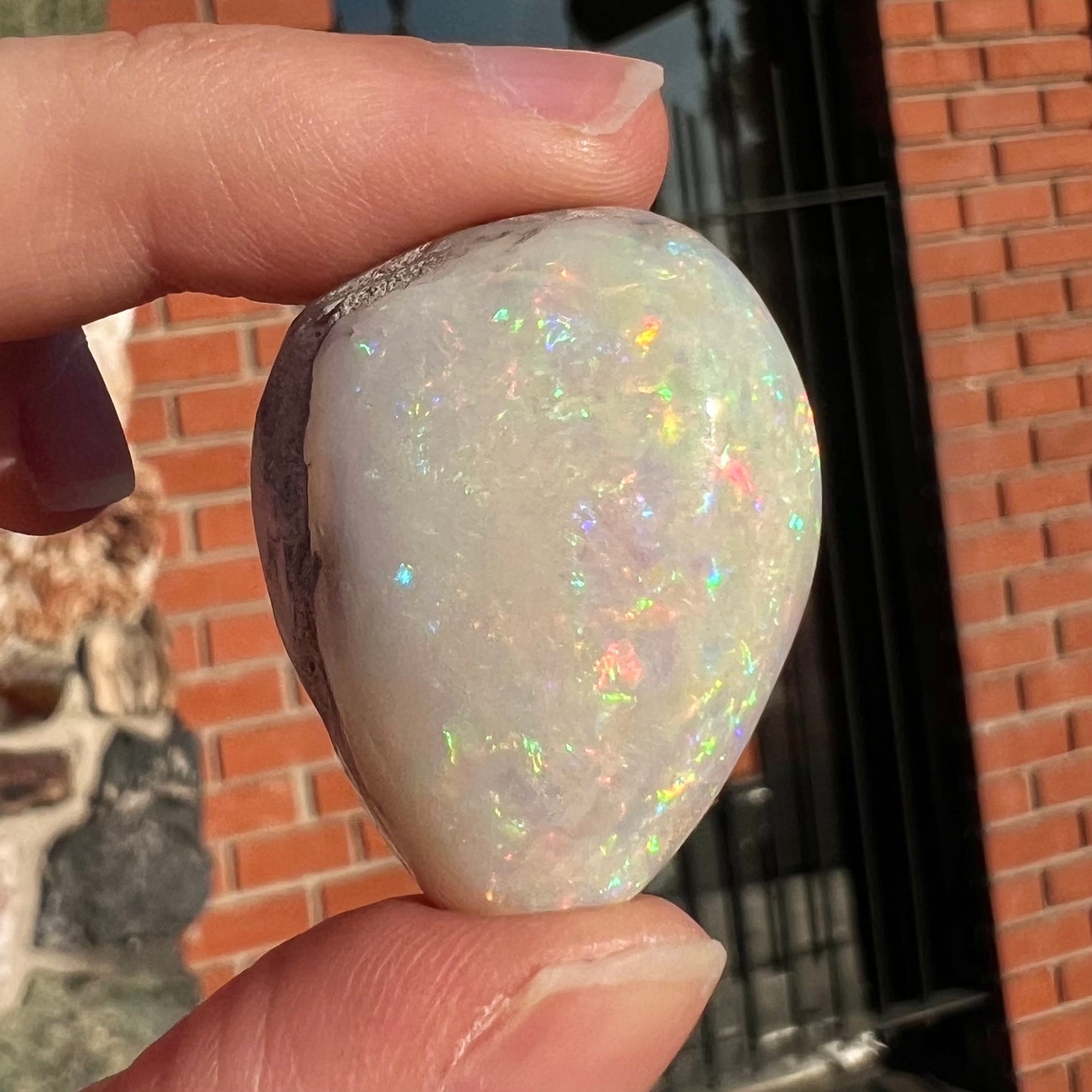 An opalized seashell fossil that displays play of color.  The full color spectrum is visible, including red, green, blue, and purple.