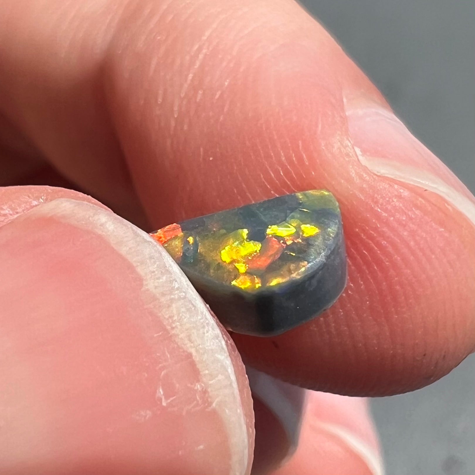 A loose, freeform cut black opal stone from Lightning Ridge, Australia.  The opal shines bright orange colors.