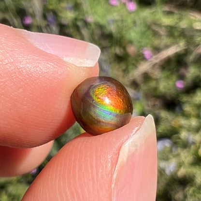 A 1.69ct round cabochon cut Mexican fire agate stone.  The stone is red with purple and green swirls.