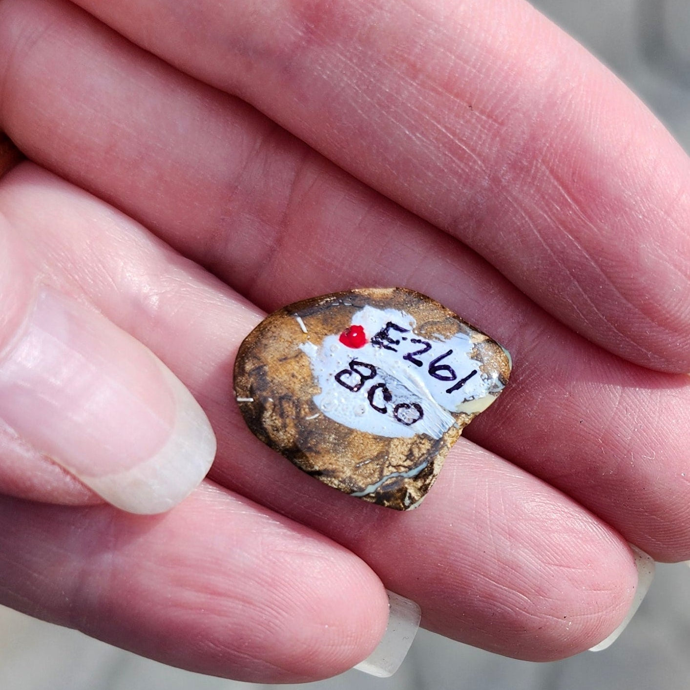 9.24ct Koroit Boulder Matrix Opal | #E261