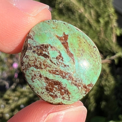 A loose, round cabochon cut, green turquoise stone with brown matrix.