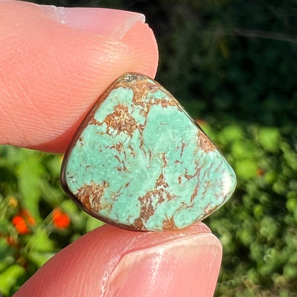 A freeform cabochon cut loose Royston turquoise stone.  The stone is green with brown matrix.