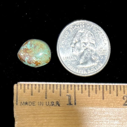 A greenish blue turquoise stone with brown matrix from Royston Mining District, Nevada.