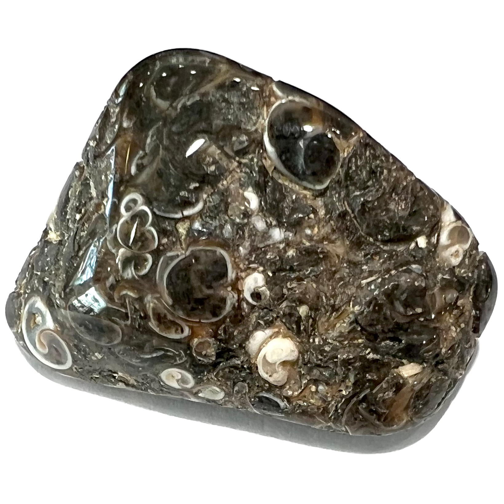 A tumble polished turritella fossil agate stone.  The stone is a gray conglomerate of seashells.