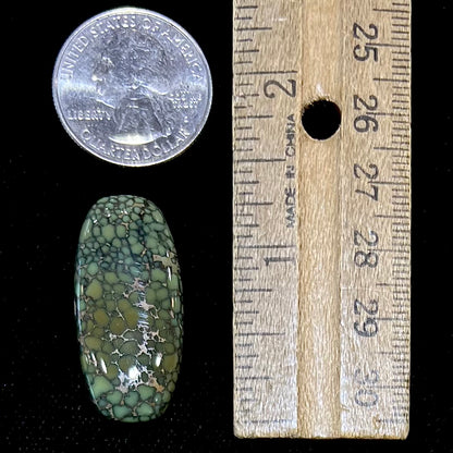 A loose, cabochon cut green turquoise from the Number 8 Mine in Lander County, Nevada.