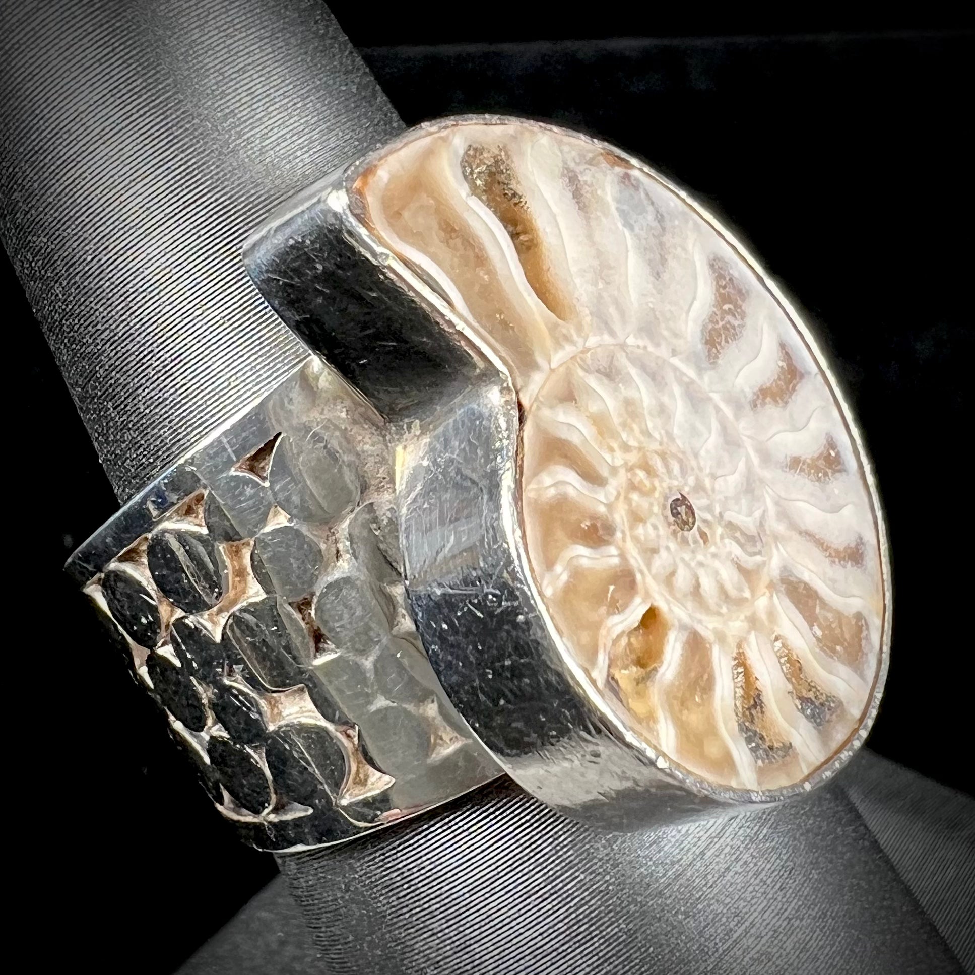 A unisex sterling silver ring bezel set with an ammonite shell fossil.