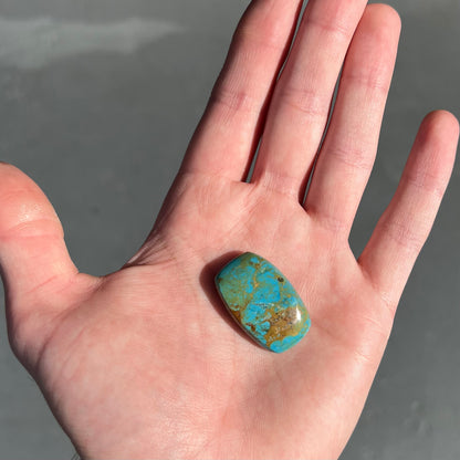 A loose, barrel cabochon cut turquoise stone from Manassa, Colorado.  The piece is blue with yellow matrix.