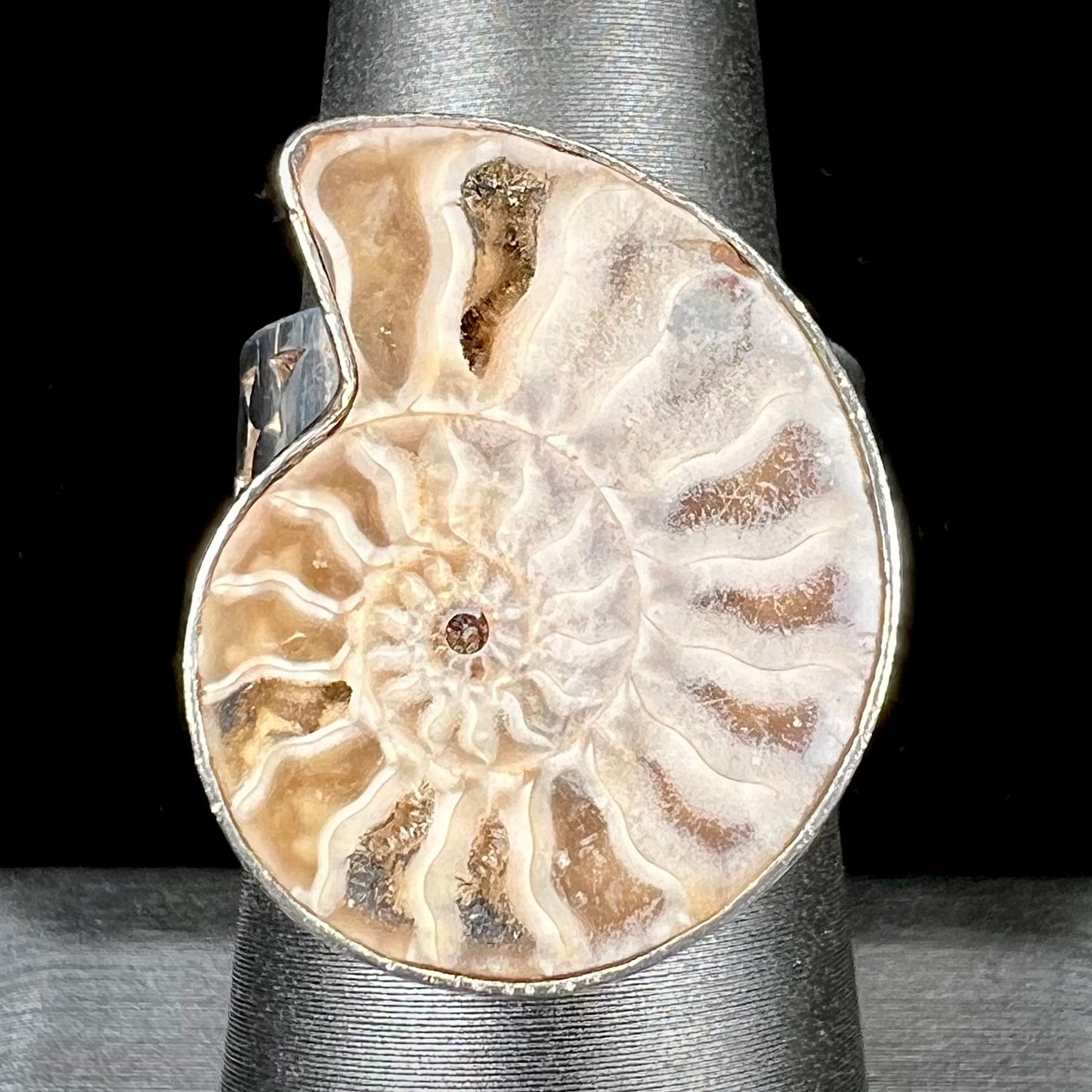 A unisex sterling silver ring bezel set with an ammonite shell fossil.