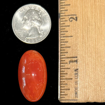 A large, loose red-orange coral cabochon that measures 1.2 inches by 0.7 inches.