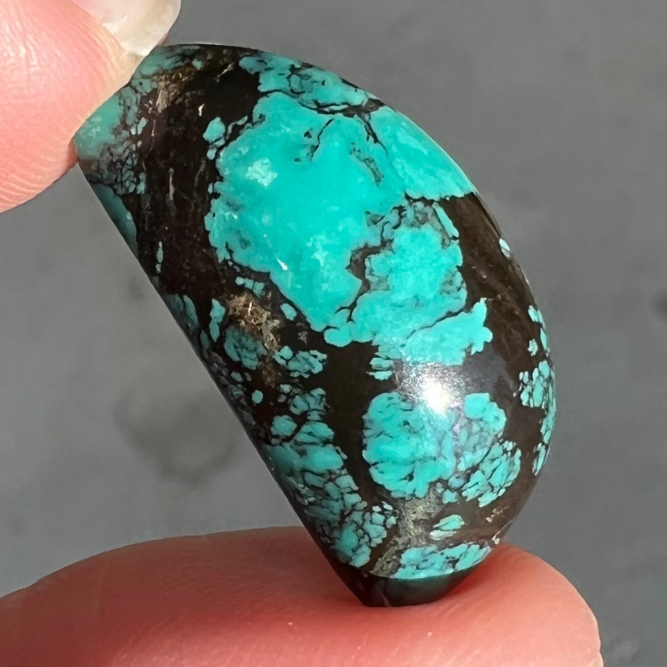 One loose "D" shape Tibetan turquoise cabochon.