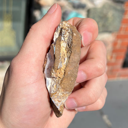 A rough boulder opal stone from Queensland, Australia.